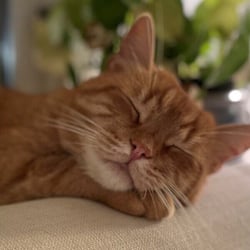 Ta livet med rom som katten når du pusser opp